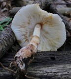 Leucoagaricus brunnescens image