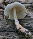 Leucoagaricus brunnescens image