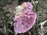 Laccaria ochropurpurea image