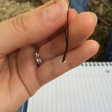 Marasmius siccus image