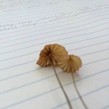 Marasmius siccus image