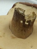 Tylopilus rubrobrunneus image