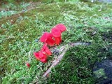 Hygrocybe miniata image