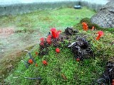 Hygrocybe miniata image