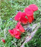 Hygrocybe miniata image