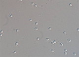 Abortiporus biennis image