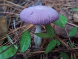 Gymnopus iocephalus image