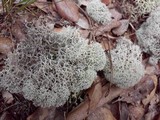 Cladonia evansii image