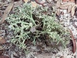 Cladonia leporina image