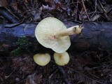 Tricholomopsis sulphureoides image