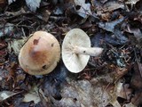 Tricholoma fulvum image