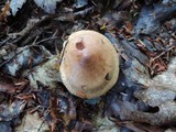Tricholoma fulvum image