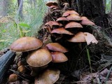 Pholiota alnicola image