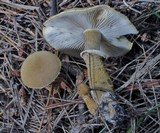 Cystoderma amianthinum image