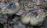 Hygrophorus fuligineus image