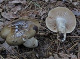 Hygrophorus fuligineus image
