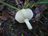 Russula redolens image