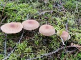 Tricholoma vaccinum image
