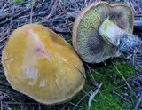 Suillus grevillei image
