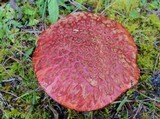 Suillus spectabilis image