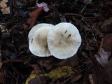 Hygrophorus occidentalis image