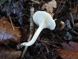 Hygrophorus occidentalis image