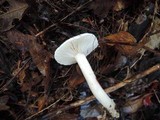 Hygrophorus occidentalis image