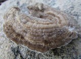Trametes hirsuta image
