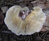 Trametes hirsuta image
