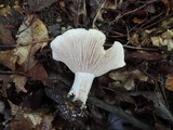 Hygrophorus russula image
