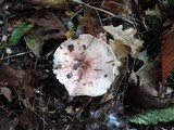 Hygrophorus russula image