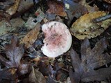 Hygrophorus russula image