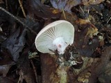 Hygrophorus russula image