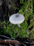 Pluteus salicinus image