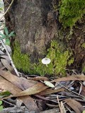 Pluteus salicinus image