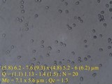 Pluteus salicinus image