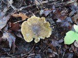 Tricholoma sejunctum image