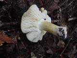 Tricholoma sejunctum image