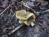 Tricholoma sejunctum image