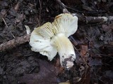 Tricholoma sejunctum image