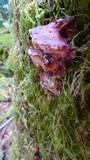 Leptoporus mollis image