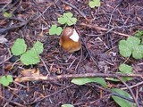Amanita sect. Vaginatae image