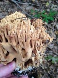 Ramaria formosa image