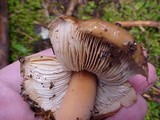 Phaeocollybia benzokauffmanii image