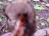 Phaeocollybia rifflipes image
