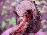 Phaeocollybia rifflipes image