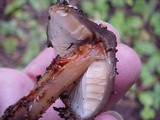 Phaeocollybia rifflipes image