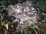 Grifola frondosa image