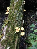 Pholiota squalida image