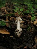 Amanita tuza image